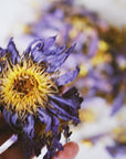 SACRED HERBS: Blue Lotus