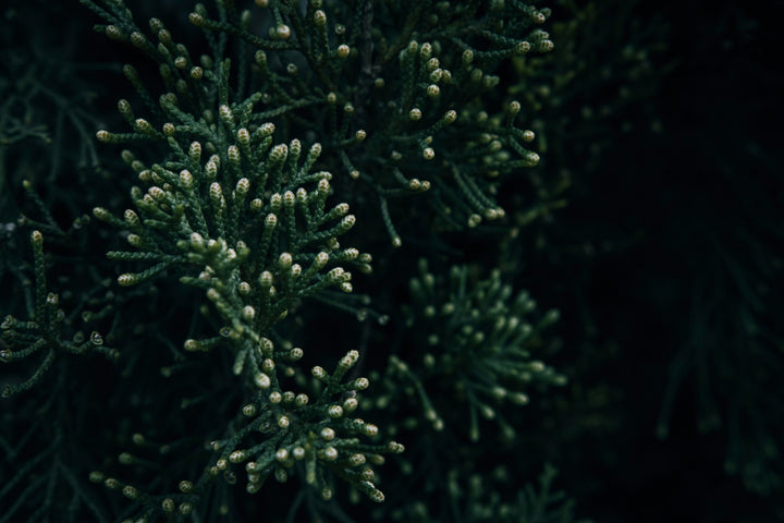 Embrace Solstice: Water Element & Evergreen Energy – Ume
