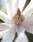 SUTRA Incense | Aloeswood & White Lotus Flower | Natural Incense Sticks