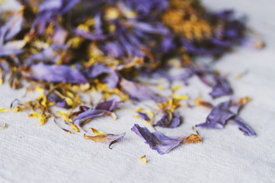 SACRED HERBS: Blue Lotus
