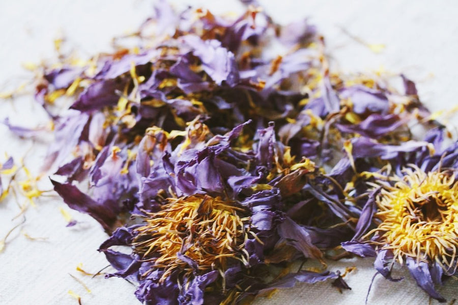 SACRED HERBS: Blue Lotus