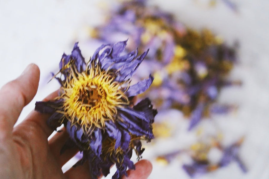 SACRED HERBS: Blue Lotus